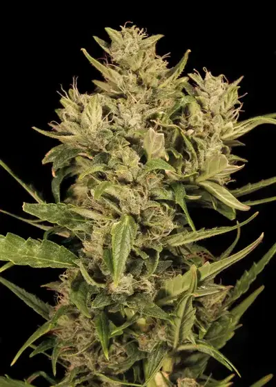 Auto Cheese Mass XL by Big Seedbank, Autoflower cannabis strain