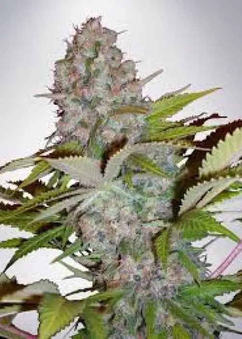 Auto Cheese NL (Auto Cream NL) by Ministry of Cannabis, Autoflower cannabis strain