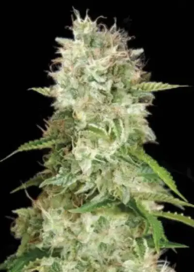 Auto Cheese by Gea Seeds, Autoflower cannabis strain