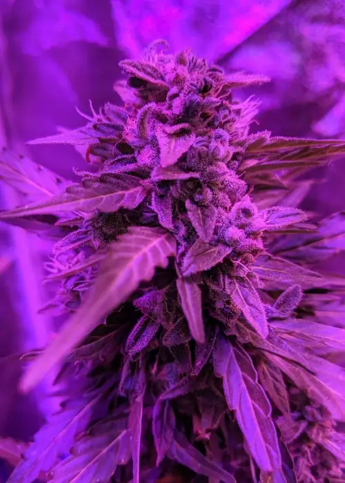 Auto Chem OG by Oasis Genetics, Autoflower cannabis strain