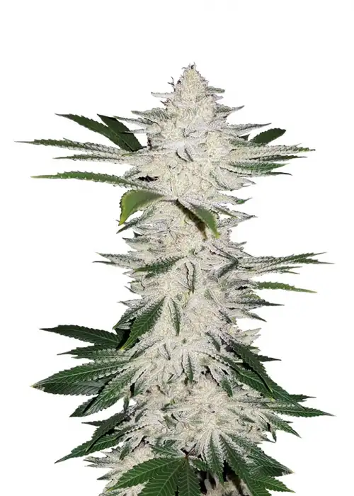 Auto Chemdawg by Dutch-Headshop Seeds, Autoflower cannabis strain