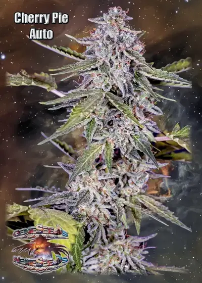 Auto Cherry Pie by GeneSeeds - NemeSeeds, Autoflower cannabis strain