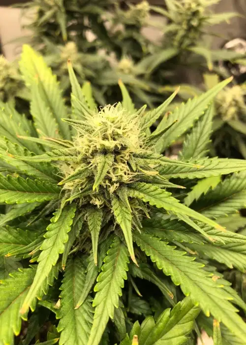 Auto Chocodope by Victory Seeds, Autoflower cannabis strain