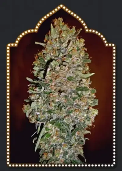 Auto Chocolate Skunk by 00seeds, Autoflower cannabis strain