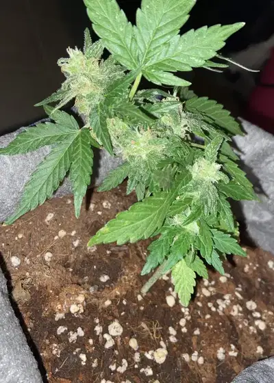 Auto Chronic Monster XXL by Victory Seeds, Autoflower cannabis strain