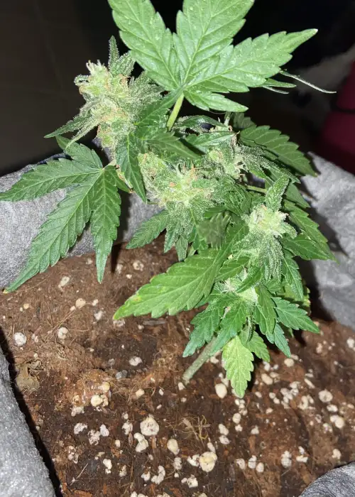 Auto Chronic Monster XXL by Victory Seeds, Autoflower cannabis strain
