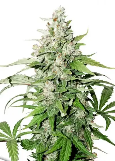 Auto Cinderella Jack by Dutch Passion, Autoflower cannabis strain