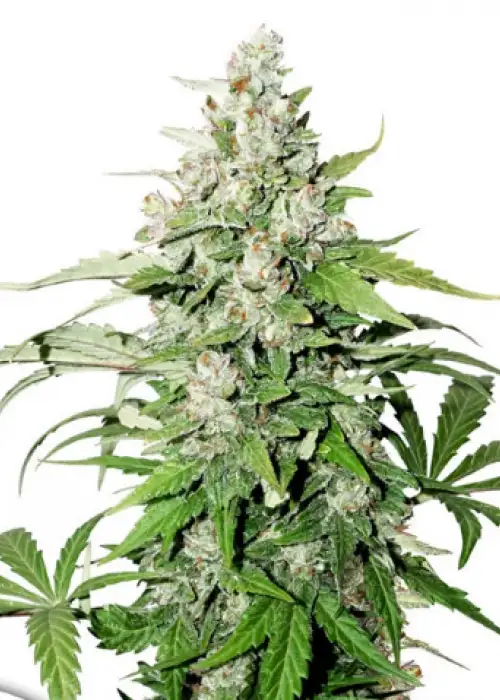 Auto Cinderella Jack by Dutch Passion, Autoflower cannabis strain
