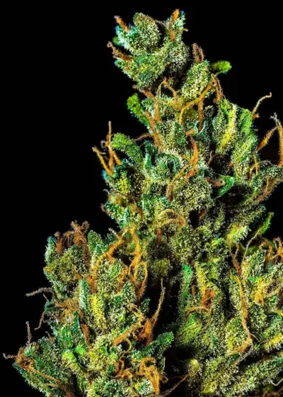Auto Cocopopo by BulkSeedBank, Autoflower cannabis strain