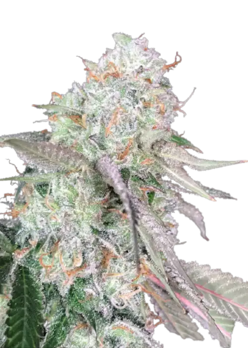 Auto Color Punch cannabis strain