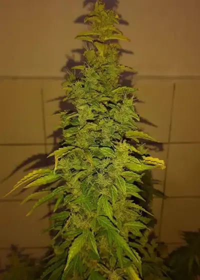 Auto Cream Candy cannabis strain