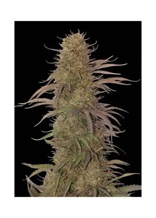 Auto Cream Mass by Mr. Hide Seeds, Autoflower cannabis strain