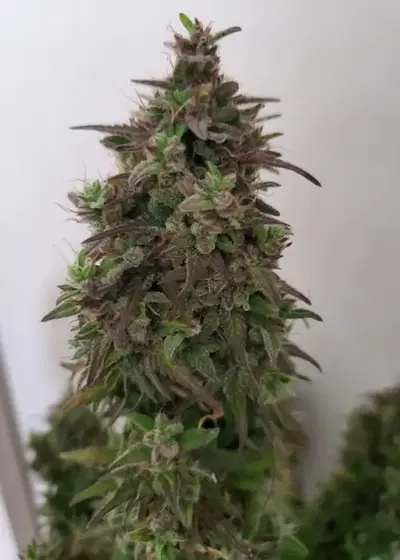 Auto CREAM by Oasis Genetics, Autoflower cannabis strain