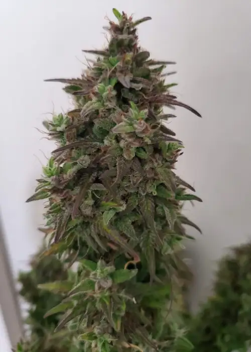 Auto CREAM by Oasis Genetics, Autoflower cannabis strain