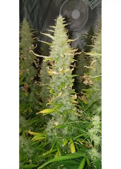 Auto Creeper by Super Sativa Seed Club, Autoflower cannabis strain