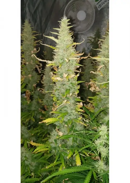 Auto Creeper by Super Sativa Seed Club, Autoflower cannabis strain