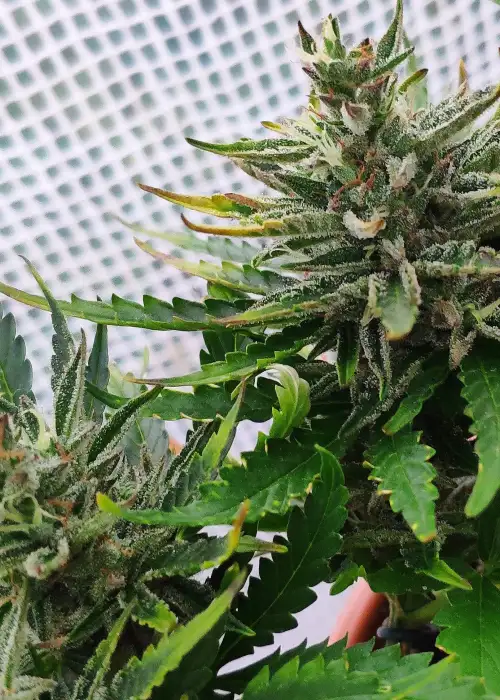 Auto Critical Cheese by The Bakery Seed Co., Autoflower cannabis strain