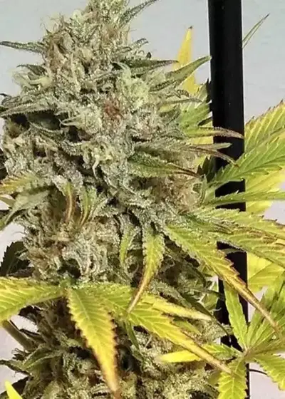 Auto Critical GB XXL cannabis strain
