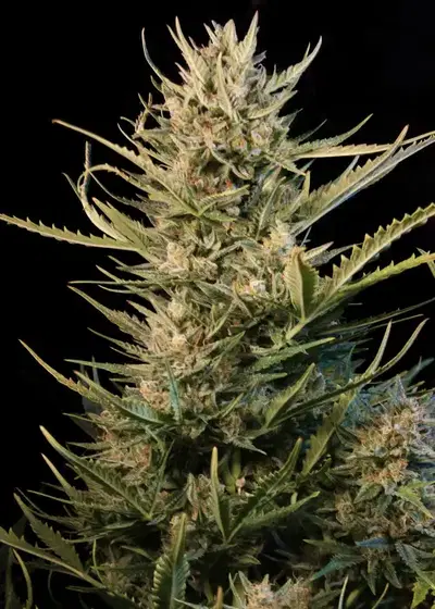 Auto Critical NL cannabis strain