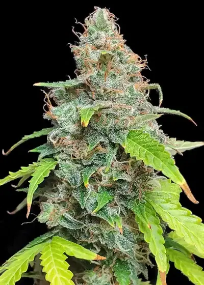 Auto Critical Skunk XL by Big Seedbank, Autoflower cannabis strain
