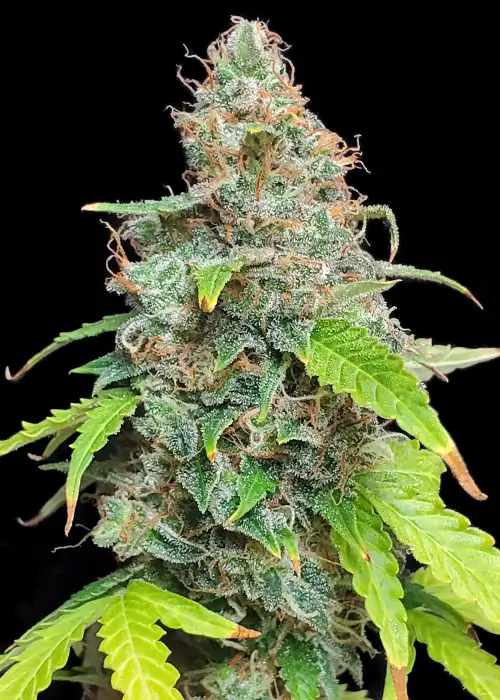 Auto Critical Skunk XL by Big Seedbank, Autoflower cannabis strain