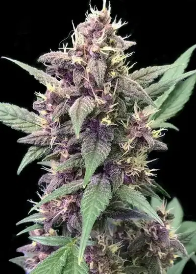 Auto Critical Speed by Big Seedbank, Autoflower cannabis strain