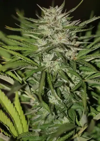 Auto Critical XXL by Apex Seeds, Autoflower cannabis strain
