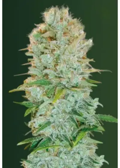 Auto Critical by Biological Seeds, Autoflower cannabis strain