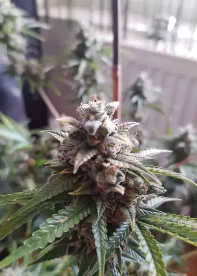 Auto Crystal Meth cannabis strain
