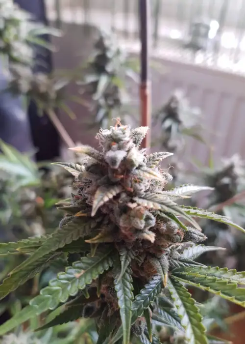 Auto Crystal Meth by Fair Seeds, Autoflower cannabis strain