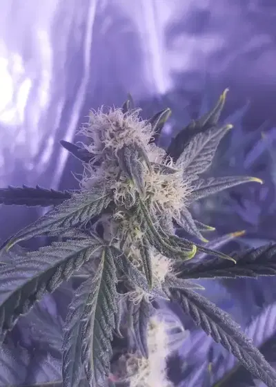 Auto Crystal Widow by Oasis Genetics, Autoflower cannabis strain