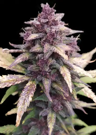Auto Dark LSD by Big Seedbank, Autoflower cannabis strain