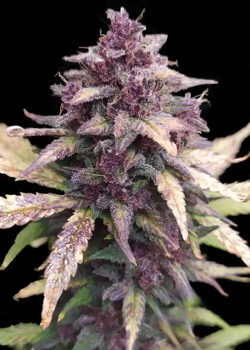 Auto Dark LSD by Big Seedbank, Autoflower cannabis strain