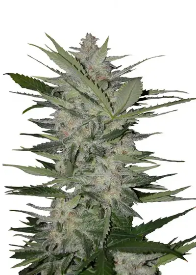 Auto Devil by Blk.seeds, Autoflower cannabis strain