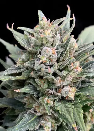 Auto Diesel 60 by Big Seedbank, Autoflower cannabis strain