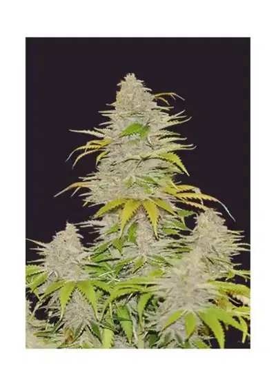 Auto Diesel Mass by Mr. Hide Seeds, Autoflower cannabis strain