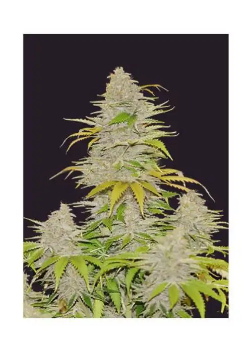 Auto Diesel Mass by Mr. Hide Seeds, Autoflower cannabis strain