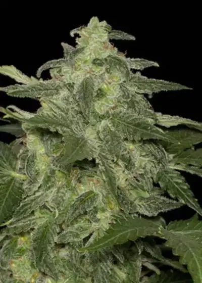 Auto Diesel Matic by Blackskull Seeds, Autoflower cannabis strain