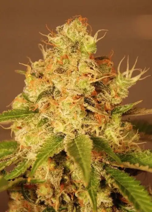 Auto Diesel by CBD Seeds, Autoflower cannabis strain