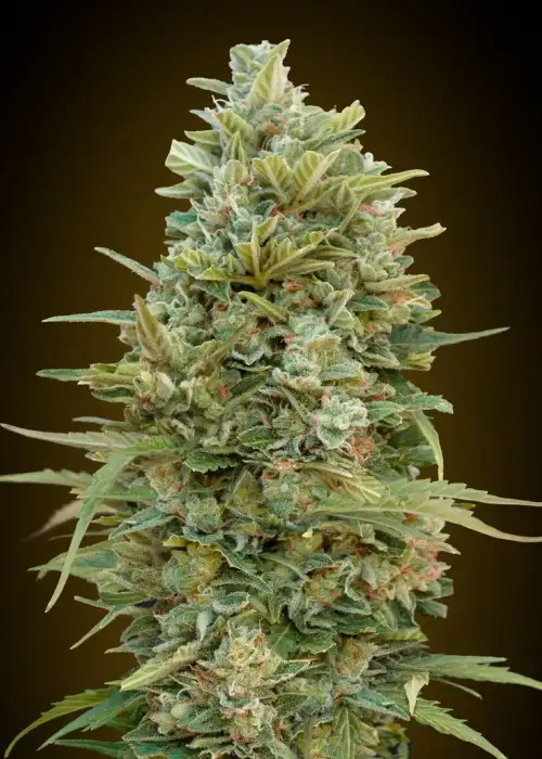 Auto Do-Si-Dos Cookies by 00seeds, Autoflower cannabis strain