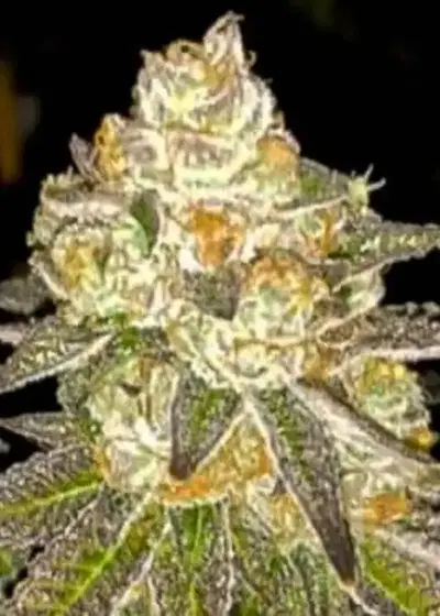 Auto Do Si Dos by Dutch-Headshop Seeds, Autoflower cannabis strain