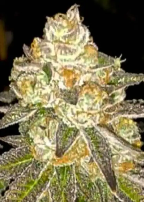 Auto Do Si Dos by Dutch-Headshop Seeds, Autoflower cannabis strain