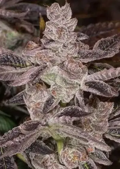 Auto Dosidos by Real Gorilla Seeds, Autoflower cannabis strain