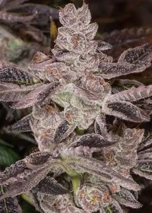 Auto Dosidos by Real Gorilla Seeds, Autoflower cannabis strain