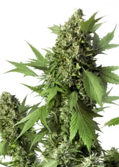 Auto Duck cannabis strain