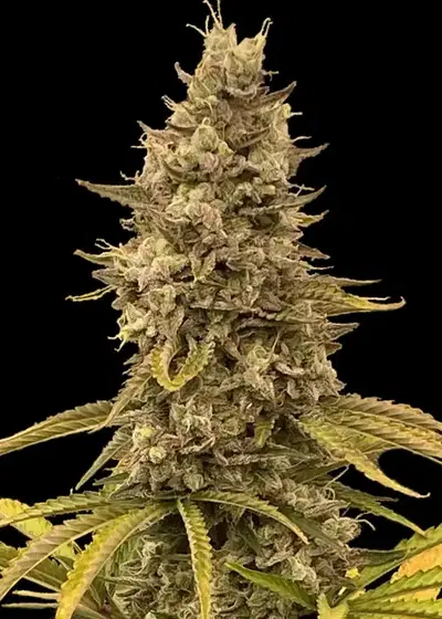 Auto Easy Skunk by Big Seedbank, Autoflower cannabis strain