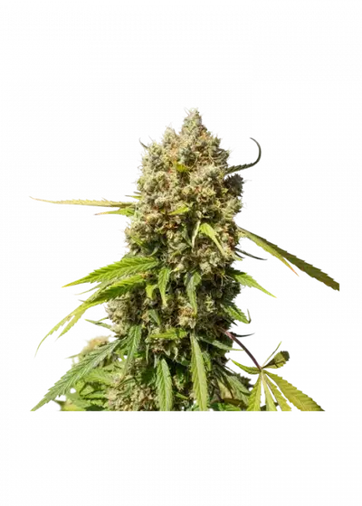 Auto Elephant by Super Sativa Seed Club, Autoflower cannabis strain