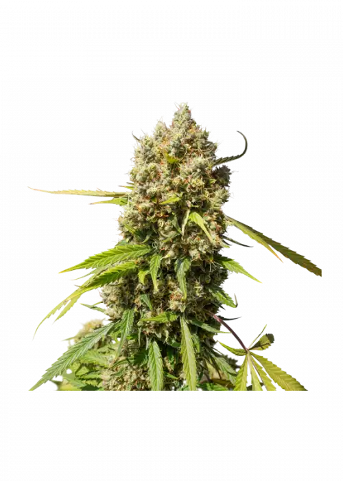 Auto Elephant by Super Sativa Seed Club, Autoflower cannabis strain