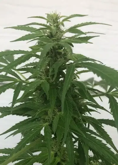 Auto Emperor J by Oasis Genetics, Autoflower cannabis strain