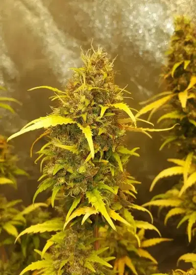 Auto Fat Blueberry by Linda Seeds, Autoflower cannabis strain